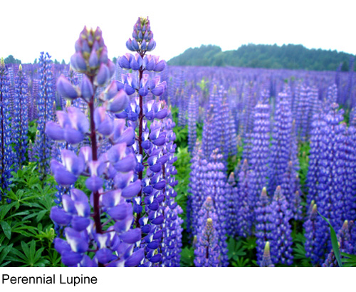 لوپن وحشی یا چندساله